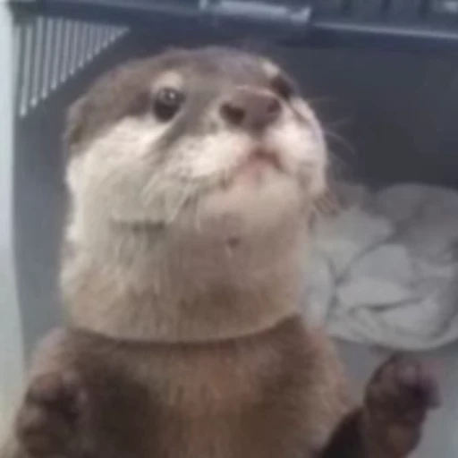 🥸 Стикер «Otters Выдры 2» для Telegram
