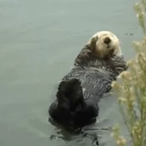 😎 Стикер «Otters Выдры 2» для Telegram