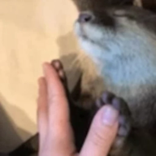 🙌 Стикер «Otters Выдры 2» для Telegram