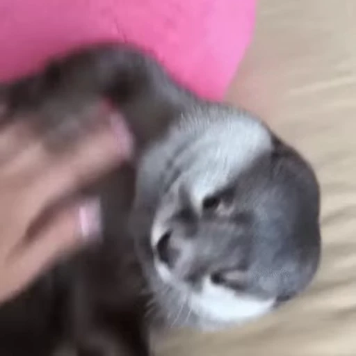 💖 Стикер «Otters Выдры 2» для Telegram
