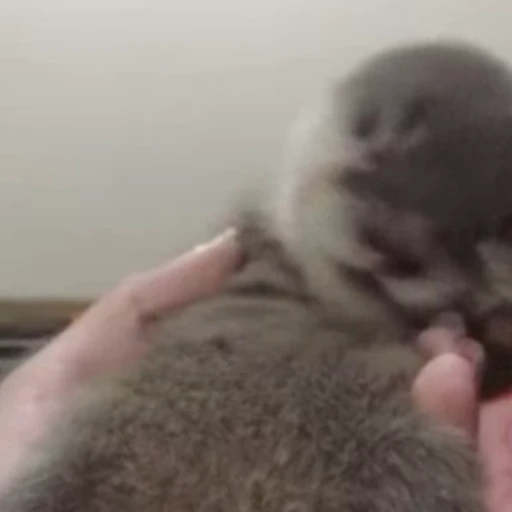 🤤 Стикер «Otters Выдры 2» для Telegram