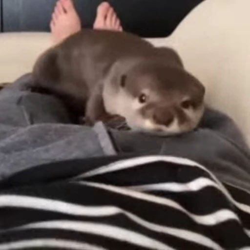 🥹 Стикер «Otters Выдры 2» для Telegram