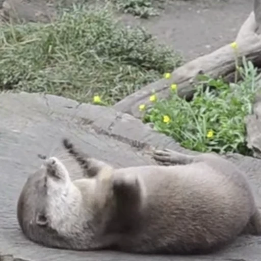 🏓 Стикер «Otters Выдры 2» для Telegram