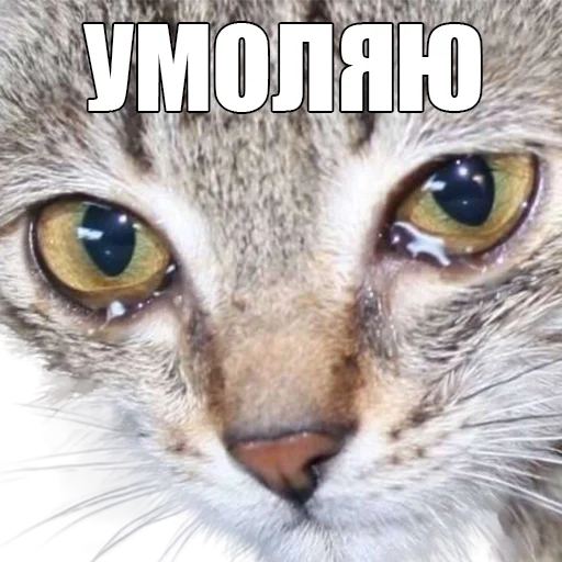 😰 Стикер «Для отбитых на всю голову» для Telegram