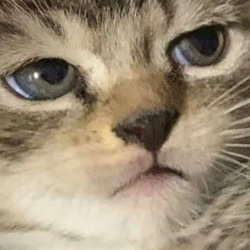 😾 Стикер «Для отбитых на всю голову» для Telegram