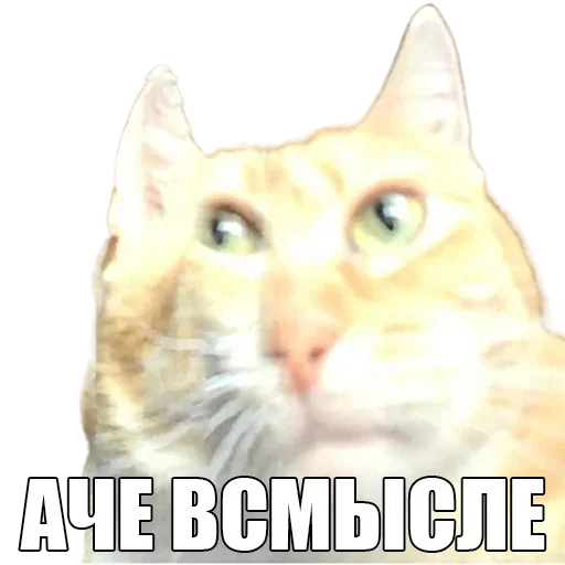 🙀 Стикер «Для отбитых на всю голову» для Telegram