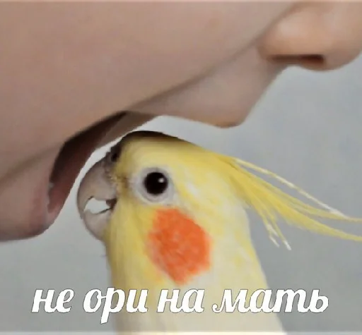 🗣 Стикер «Вилка» для Telegram