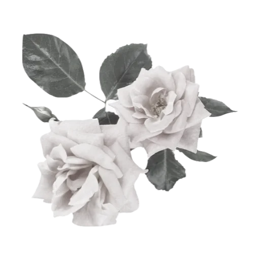 🗝️ Стикер «𝒱𝑖𝑙𝑙𝑎𝑔𝑒 𝑑𝑜𝑙𝑙 𝑚𝑎𝑑𝑒 𝑓𝑜𝑟 '𝑠𝑎𝑖𝑛𝑡 𝑟𝑜𝑠𝑎𝑙𝑖𝑎' 𝐷𝑜𝑛𝑡 𝑢𝑠𝑒» для Telegram