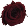 🥀 Эмодзи «Random red Рандом красный» для Telegram