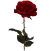 🌹 Эмодзи «Random red Рандом красный» для Telegram
