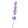 Стикер 13 𝑉𝑖𝑜𝑙𝑒𝑡 𝑀𝑜𝑜𝑛𝑙𝑖𝑔ℎ𝑡