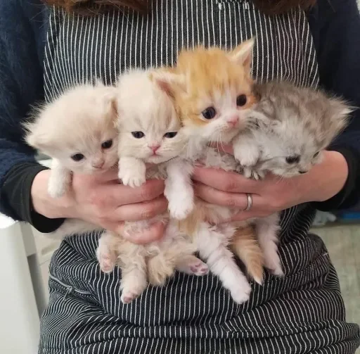 🐈 Стикер «LOVELOVELOVE» для Telegram