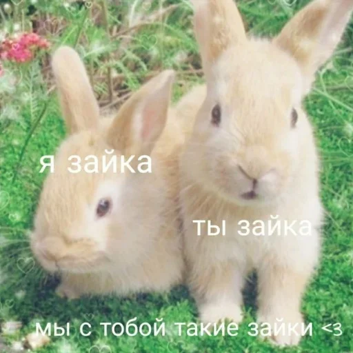 🐇 Стикер «LOVELOVELOVE» для Telegram