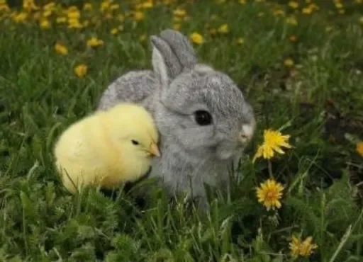 🐥 Стикер «LOVELOVELOVE» для Telegram
