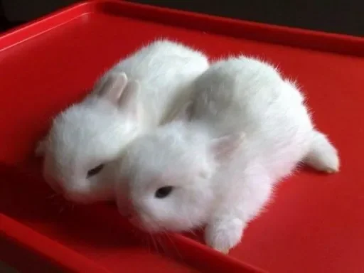 🐰 Стикер «LOVELOVELOVE» для Telegram