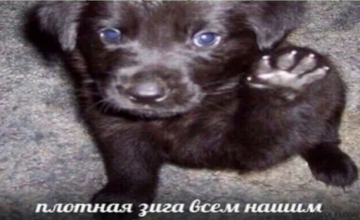 👋 Стикер «вжжжжжжжржржржжж» для Telegram
