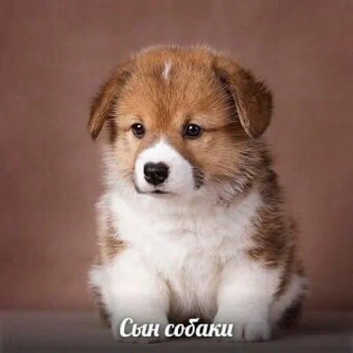 🐶 Стикер «вжжжжжжжржржржжж» для Telegram
