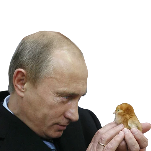 🐥 Стикер «Vladimir Putin» для Telegram