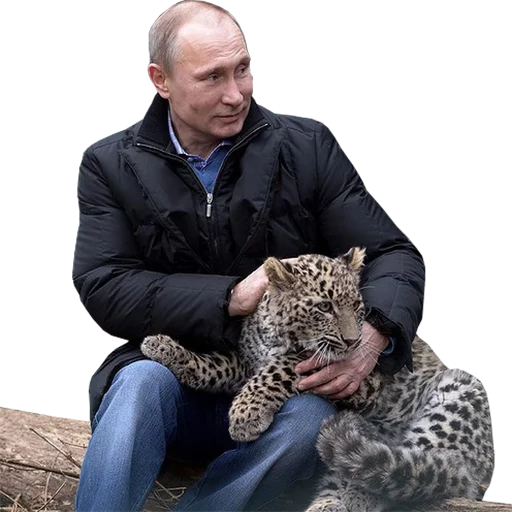 🐯 Стикер «Vladimir Putin» для Telegram