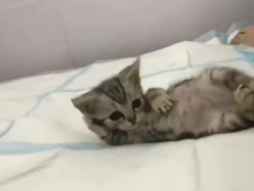 🐱 Стикер «Мемы и реакции» для Telegram