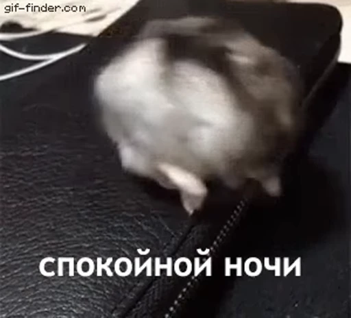🐹 Стикер «Мемы и реакции» для Telegram