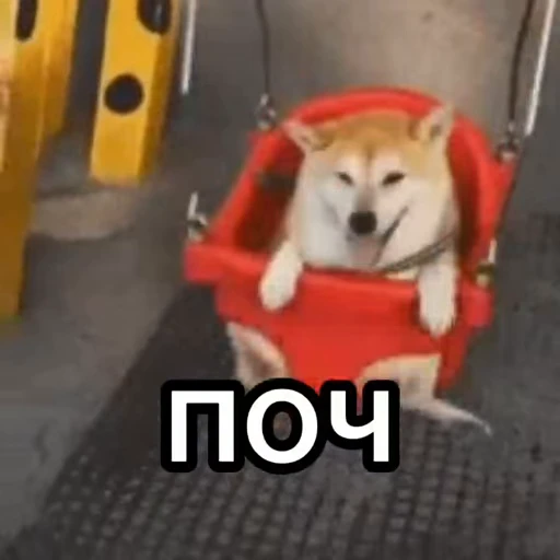 🐶 Стикер «Мемы и реакции» для Telegram