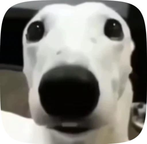 🐶 Стикер «Мемы и реакции» для Telegram