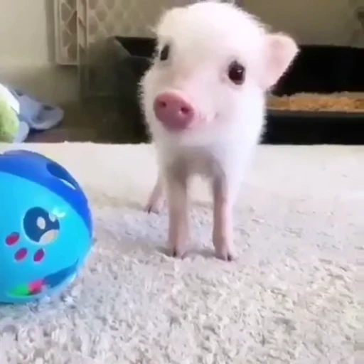 🐷 Стикер «Мемы и реакции» для Telegram