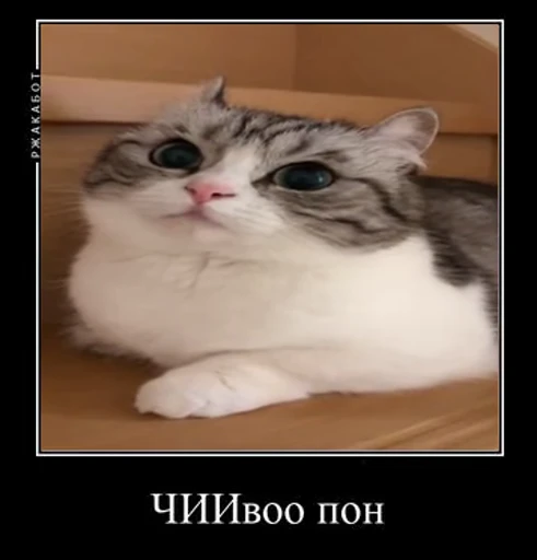 😨 Стикер «Мемы и реакции» для Telegram