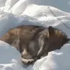 Стикер 11 Волчатко