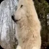 Стикер 33 Волчатко