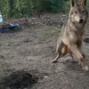Стикер 61 Волчатко