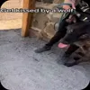 Стикер 31 Волчатко