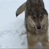 Стикер 3 Волчатко
