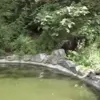 Стикер 47 Волчатко