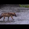 Стикер 21 Волчатко