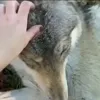 Обложка набора Волчатко