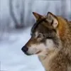 Стикер 6 Волчатко