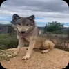 Стикер 50 Волчатко