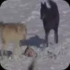 Стикер 12 Волчатко