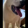 Стикер 5 Волчатко