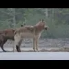 Стикер 20 Волчатко