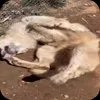 Стикер 43 Волчатко