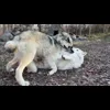 Стикер 34 Волчатко