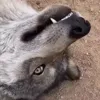 Стикер 2 Волчатко