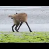 Стикер 19 Волчатко