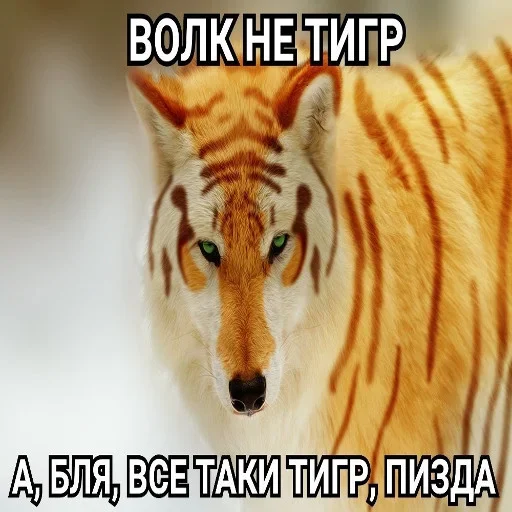 Стикерпак Волчья Стая для Telegram — скачать