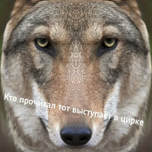 😌 Стикер «Волчья Стая» для Telegram