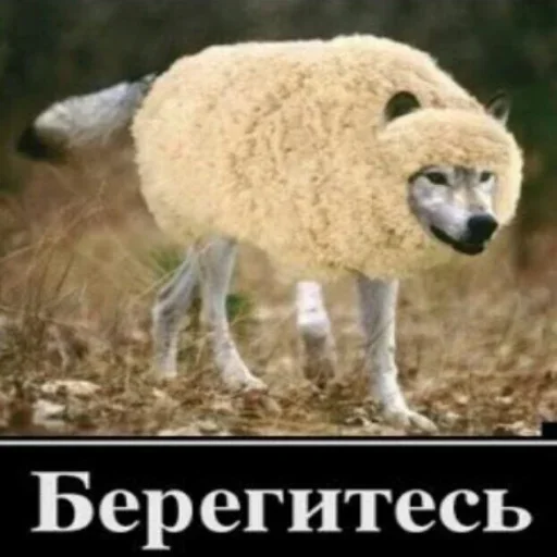 🙃 Стикер «Волчья Стая» для Telegram