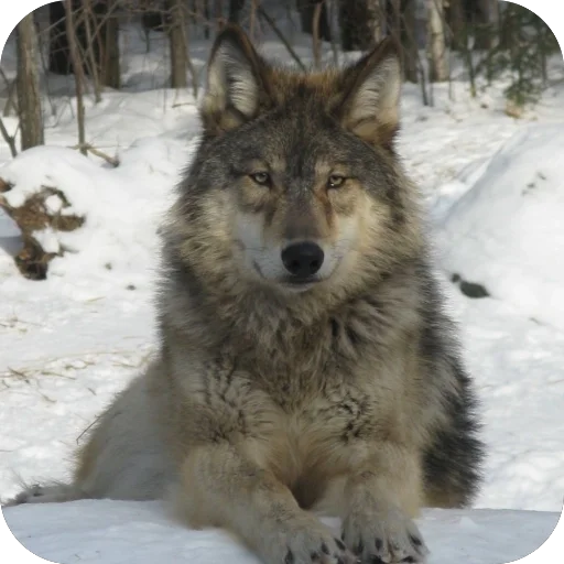 🫥 Стикер «Волк» для Telegram